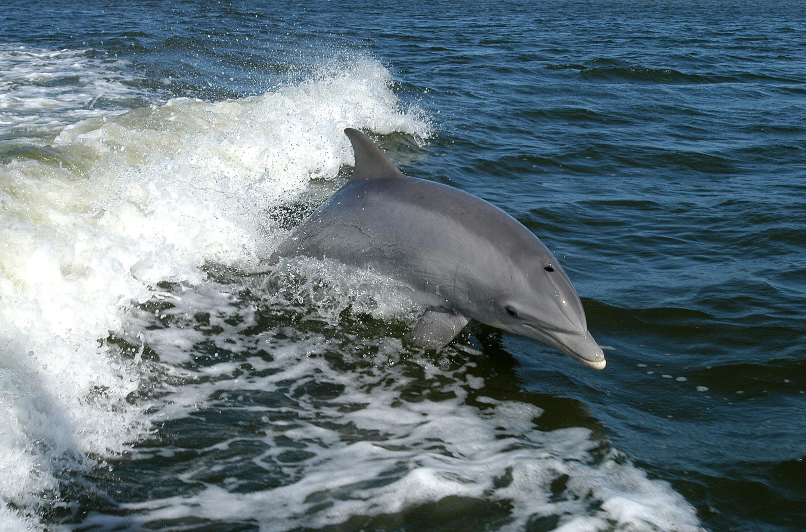 tursiops_truncatus_011