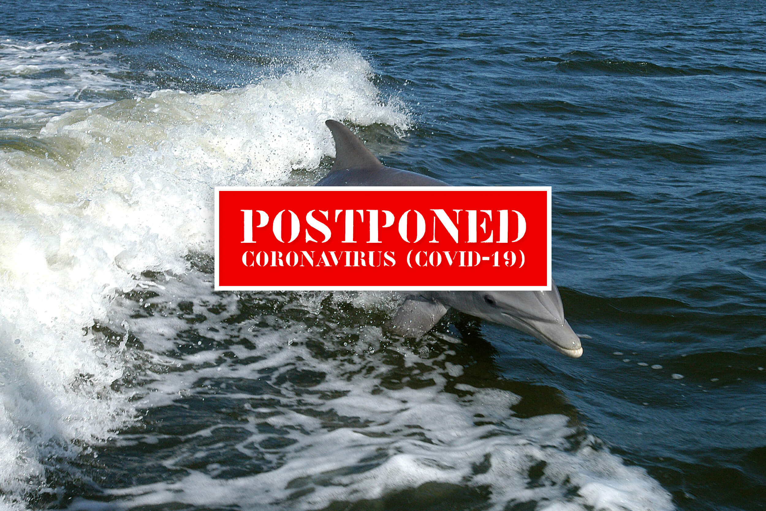 tursiops_truncatus_01_postponed tursiops_truncatus_01_postponed