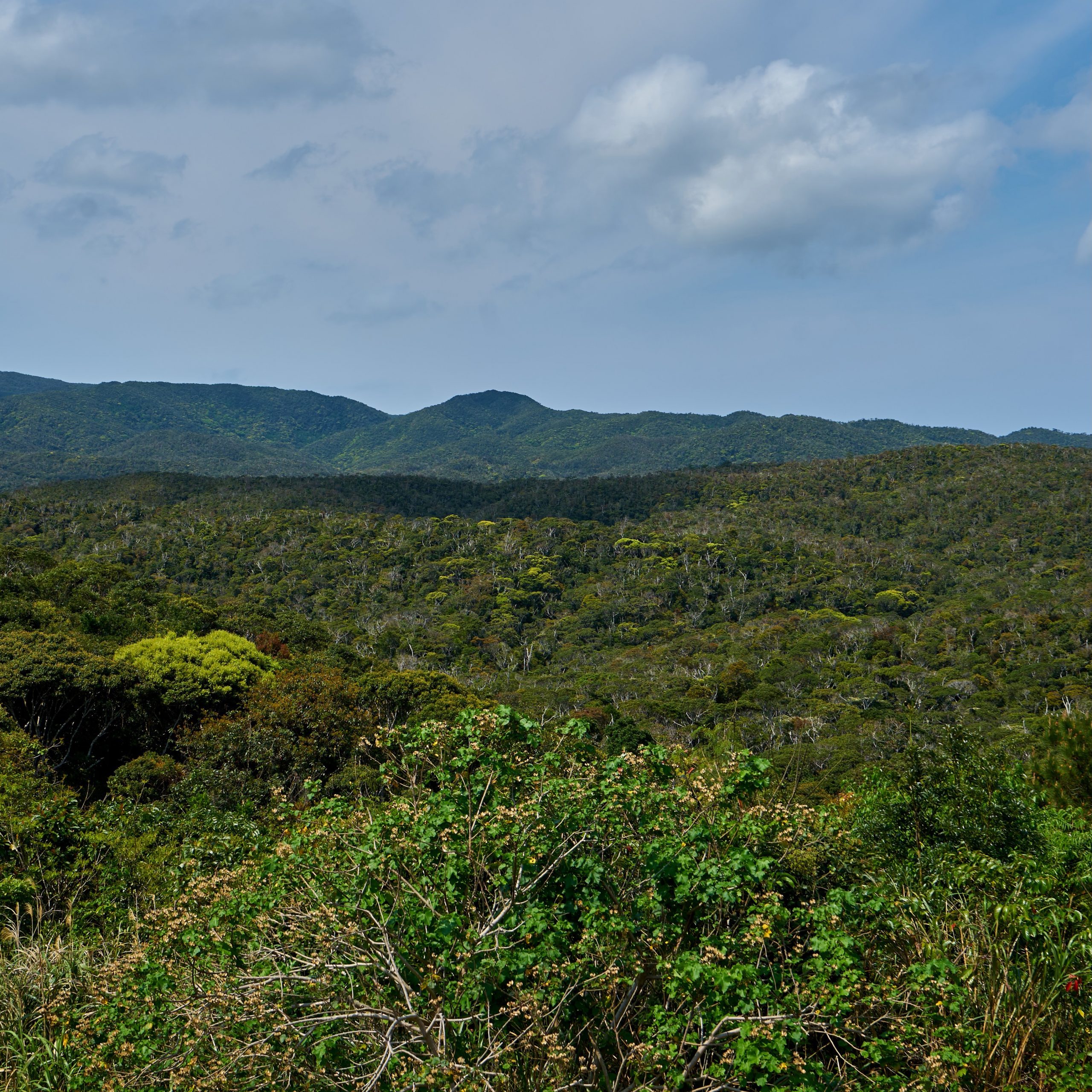 Subtropical forest of the Yanbaru National Park in Okinawa. The subtropical evergreen laurel forest is Japan's largest of its kind and a reflection of the process of forming the Ryukyu Islands.