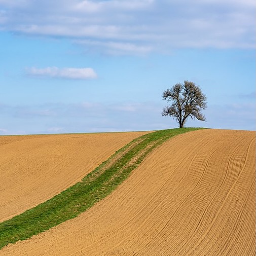 A single tree growing between bare fields in Neudenau, Germany